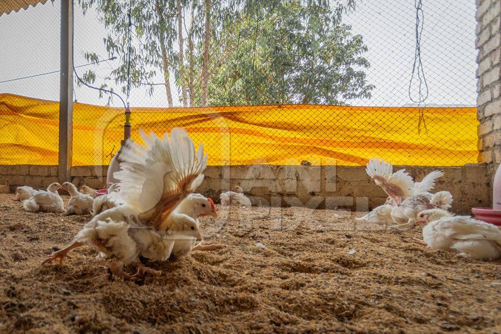Several crippled Indian broiler chickens in a shed on a poultry farm in Maharashtra in India, 2021