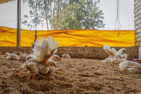 Several crippled Indian broiler chickens in a shed on a poultry farm in Maharashtra in India, 2021