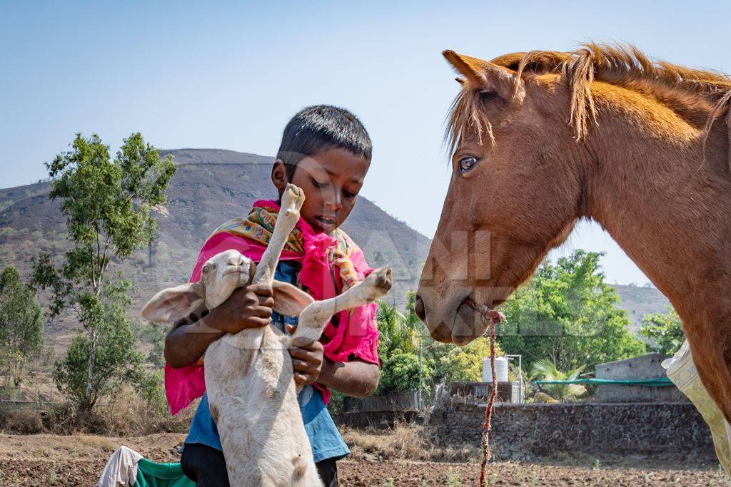 Indian nomad boy carrying baby sheep or lamb in a field in rural Maharashtra, India