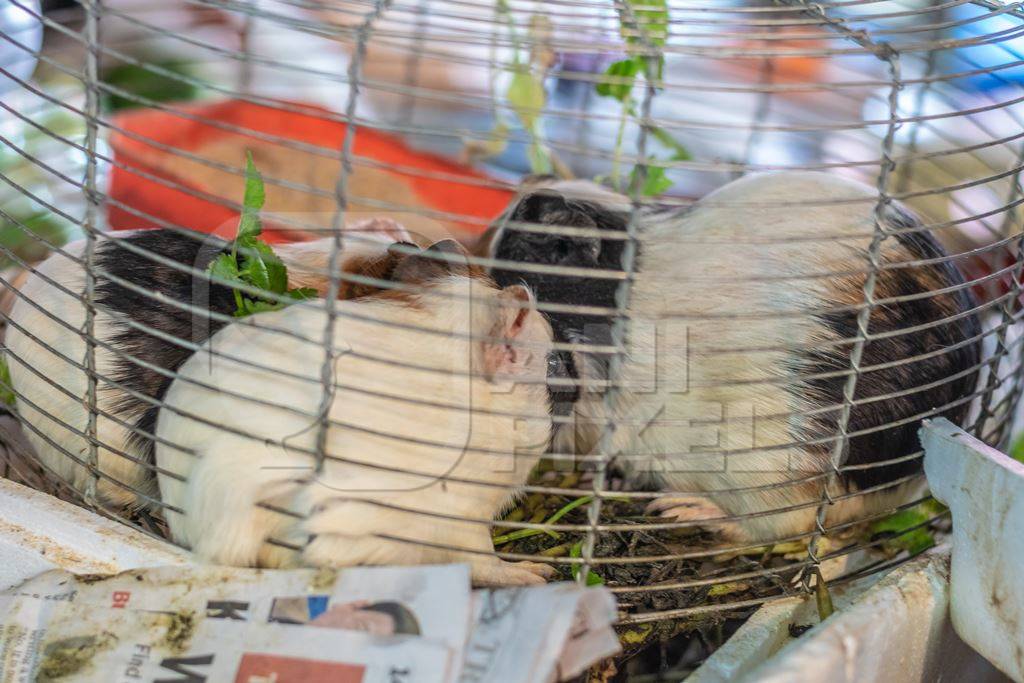 Guinea pigs in a cage on sale at an animal market in Nagaland in the Northeast of India