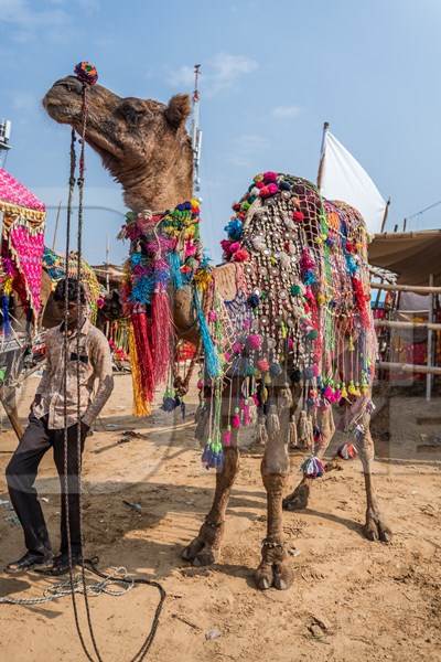 Very decorated and colourful camel used to give tourist rides at Pushkar camel fair in Rajasthan