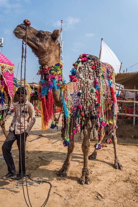 Very decorated and colourful camel used to give tourist rides at Pushkar camel fair in Rajasthan