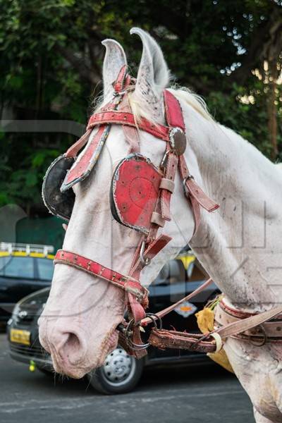 Close up of head of grey horse used for tourist carriage rides in Mumbai