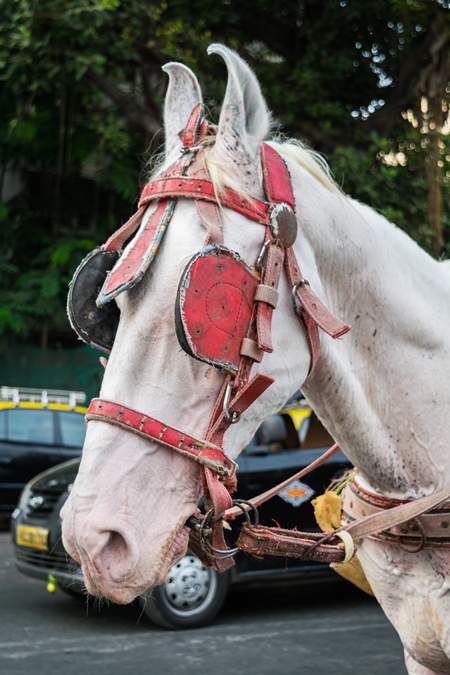 Close up of head of grey horse used for tourist carriage rides in Mumbai