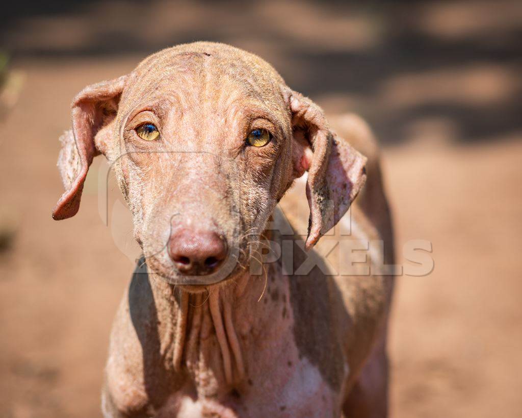 Indian street dog puppy or stray pariah dog with mange or skin infection, Maharashtra, India, 2022