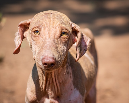 Indian street dog puppy or stray pariah dog with mange or skin infection, Maharashtra, India, 2022