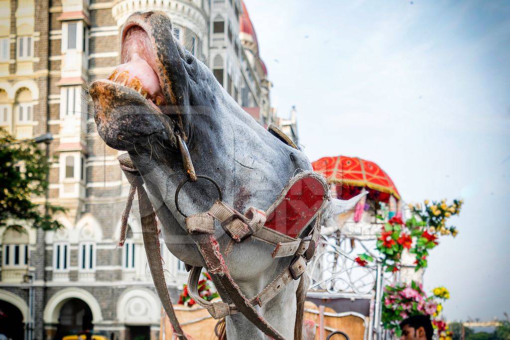 Close up of head of grey horse used for tourist carriage rides in Mumbai