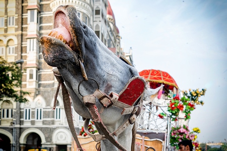 Close up of head of grey horse used for tourist carriage rides in Mumbai