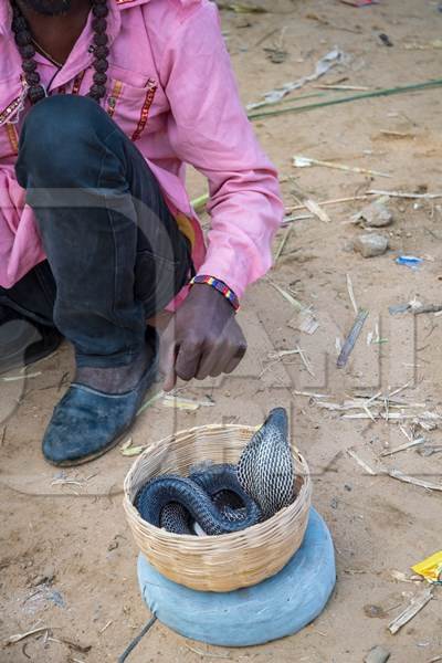 Snake charmer man with cobra snake in basket and pungi instrument begging for money at Pushkar camel fair, India, 2019