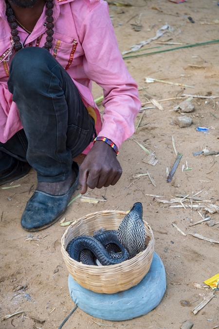 Snake charmer man with cobra snake in basket and pungi instrument begging for money at Pushkar camel fair, India, 2019