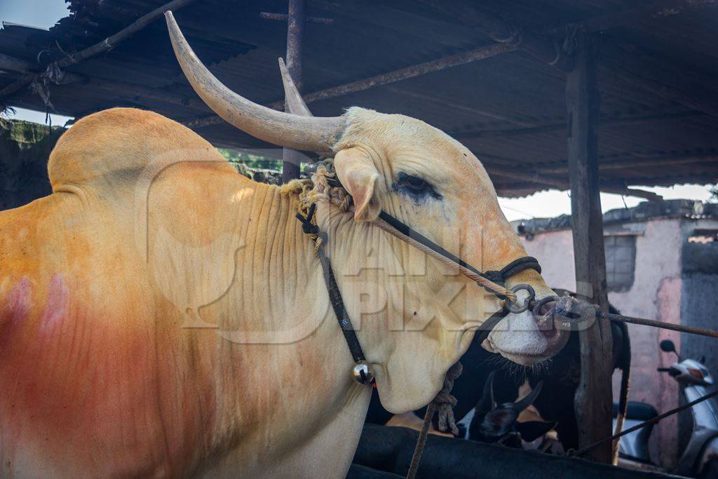 Large humped bull or bullock with coloured powdertied up with rope in nose