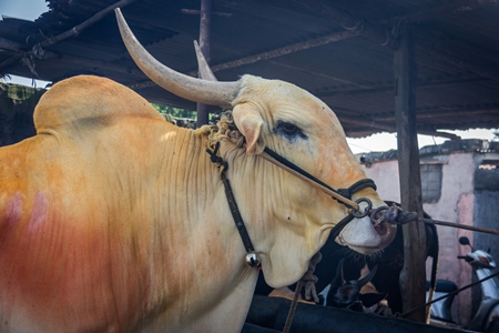 Large humped bull or bullock with coloured powdertied up with rope in nose