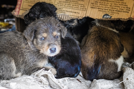 Litter of cute stray street puppy dogs in slum