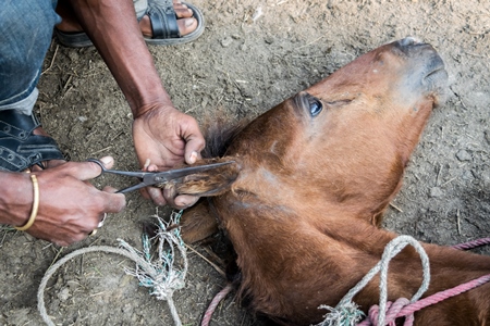 Brown pony tied and held on the ground to trim his hair at Sonepur cattle fair