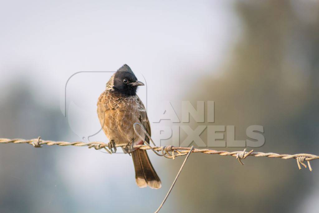 Indian bulbul bird sitting on wire in rural countryside in Rajasthan