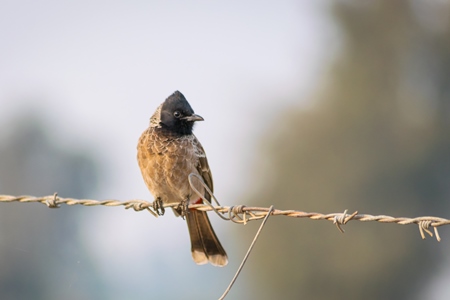 Indian bulbul bird sitting on wire in rural countryside in Rajasthan