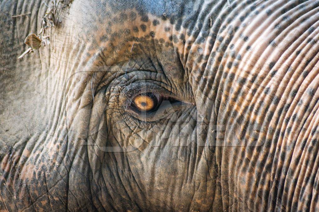 Close up of eye of elephant  in Sanjay Gandhi Jaivik Udyan zoo in Patna