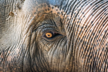 Close up of eye of elephant  in Sanjay Gandhi Jaivik Udyan zoo in Patna