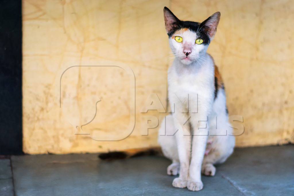 Tortoiseshell and white multicoloured street cat on street in Mumbai