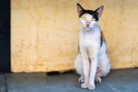 Tortoiseshell and white multicoloured street cat on street in Mumbai