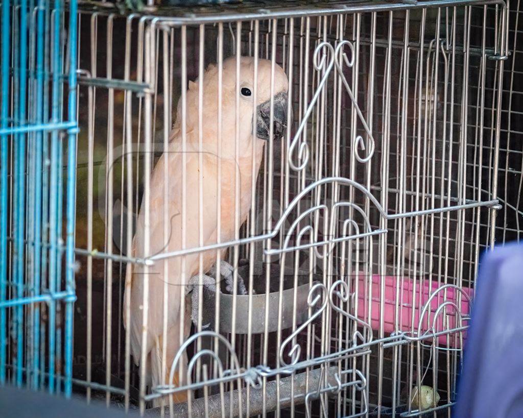 Exotic white cockatoo bird with pinkish tinge to feathers in cage on sale at Crawford pet market