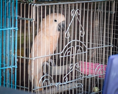 Exotic white cockatoo bird with pinkish tinge to feathers in cage on sale at Crawford pet market