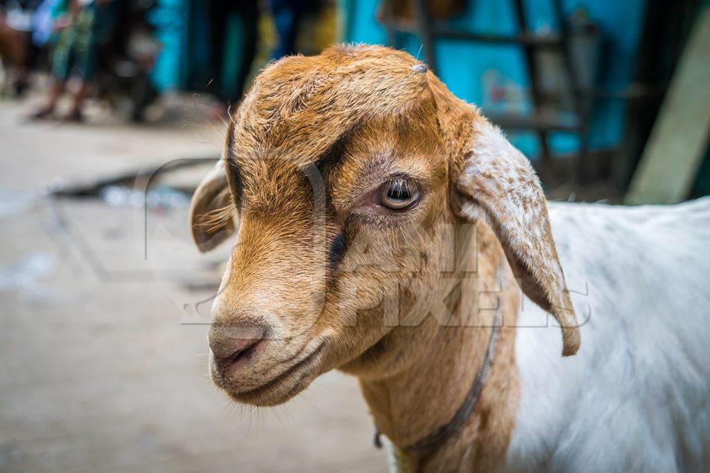 Baby goat tied up for religious use at Eid festival