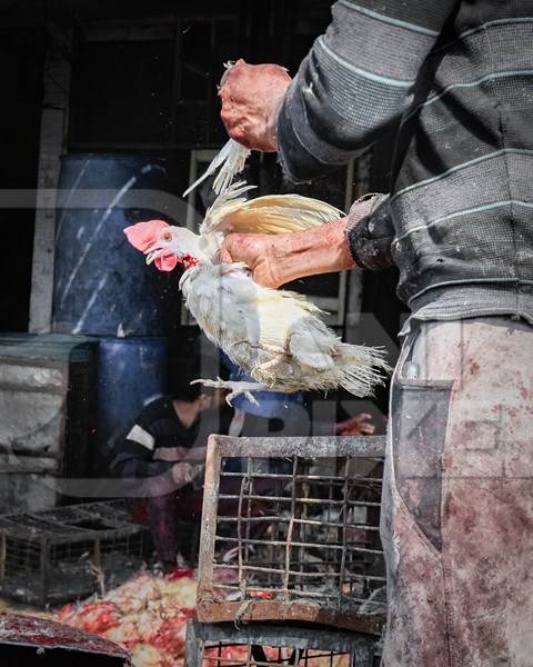 Slaughterhouse workers pull feathers out of dying chickens after cutting their throats at Ghazipur murga mandi, Ghazipur, Delhi, India, 2022