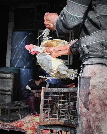 Slaughterhouse workers pull feathers out of dying chickens after cutting their throats at Ghazipur murga mandi, Ghazipur, Delhi, India, 2022