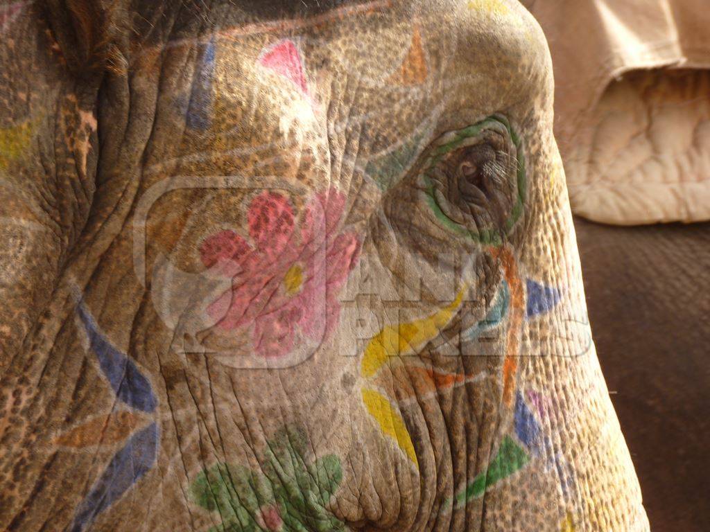 Close up of head of painted elephant