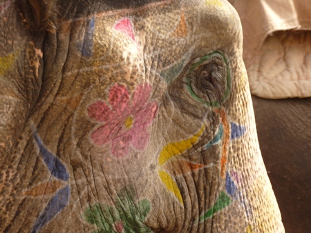 Close up of head of painted elephant