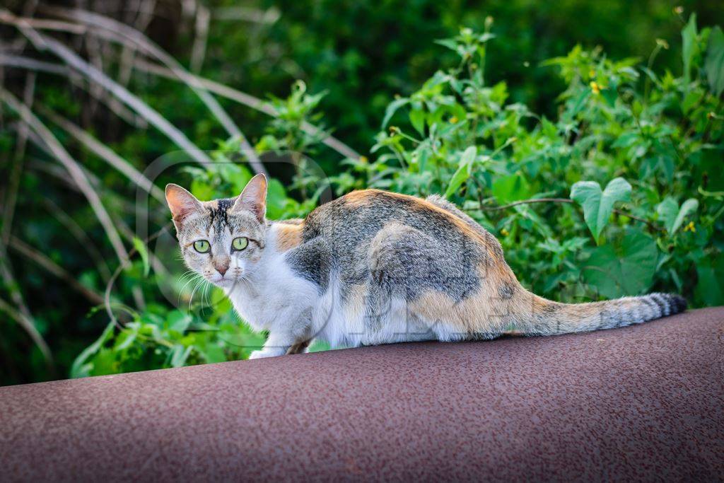 Tortoiseshell street cat standing on pipe on construction site in city in India