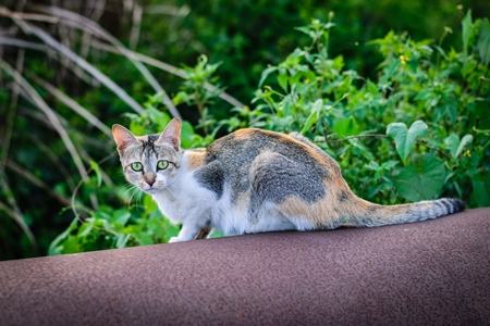 Tortoiseshell street cat standing on pipe on construction site in city in India