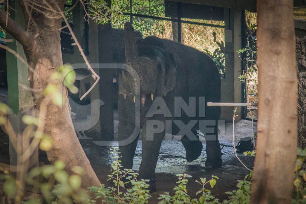 Elephant chained up in concrete shed at Rajiv Gandhi Zoological Park