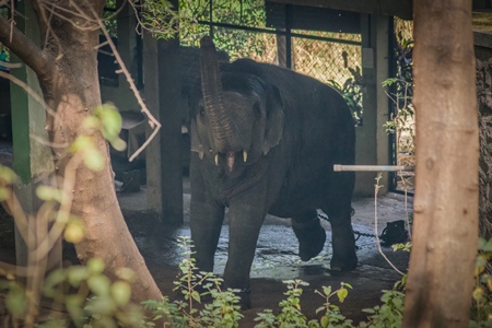 Elephant chained up in concrete shed at Rajiv Gandhi Zoological Park