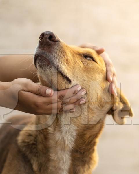 Young woman or animal rescue volunteer holding face of Indian stray dog or street dog, India