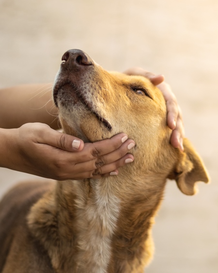 Young woman or animal rescue volunteer holding face of Indian stray dog or street dog, India