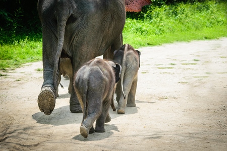 Elephants used for tourist elephant safari rides in Kaziranga National Park