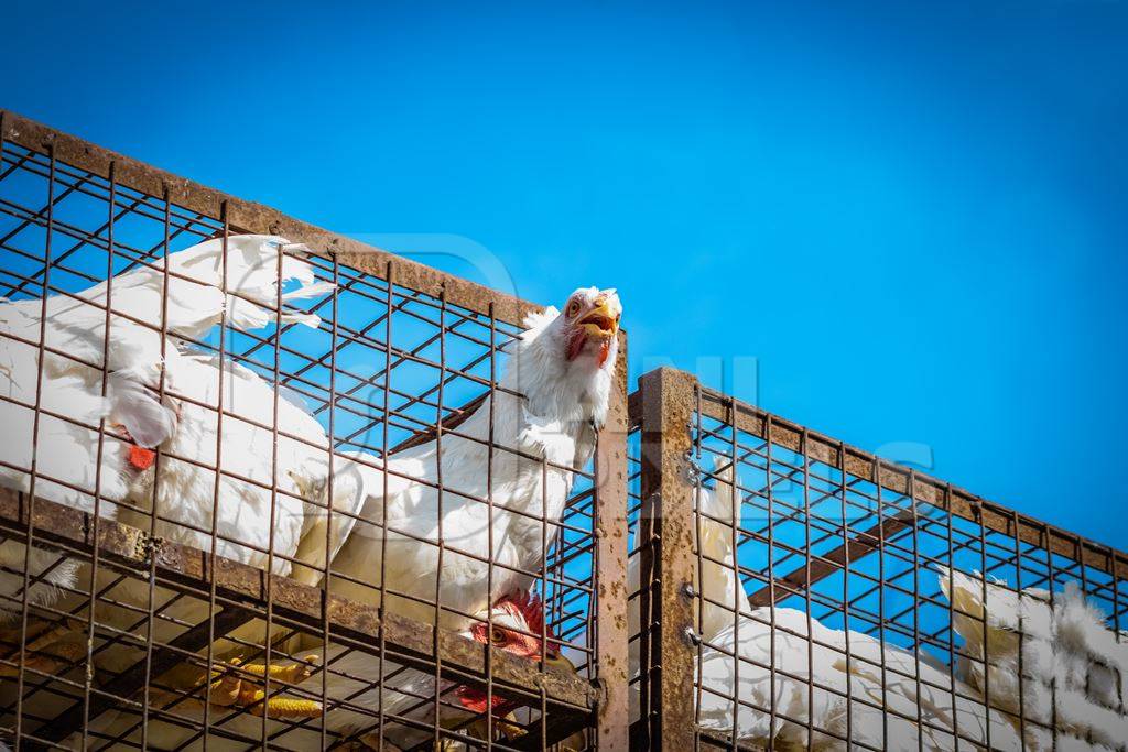 Broiler chickens packed onto at truck being transported to slaughter in an urban city