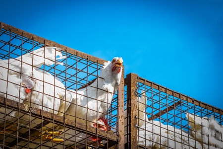 Broiler chickens packed onto at truck being transported to slaughter in an urban city