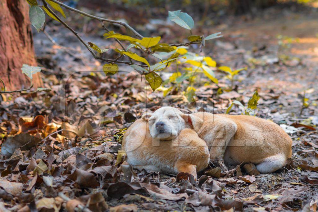 Indian stray or street puppy dogs sleeping in a park in urban city in Maharashtra in India