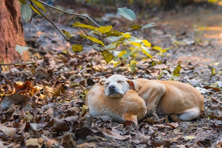 Indian stray or street puppy dogs sleeping in a park in urban city in Maharashtra in India