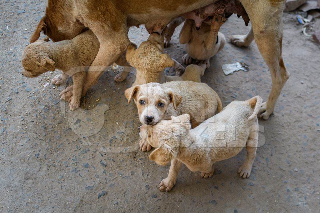 Indian street dog or stray pariah dog mother with suckling puppies, Jodhpur, India, 2022
