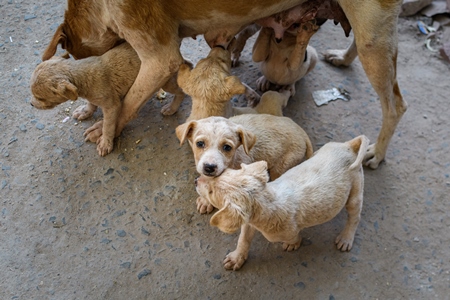 Indian street dog or stray pariah dog mother with suckling puppies, Jodhpur, India, 2022