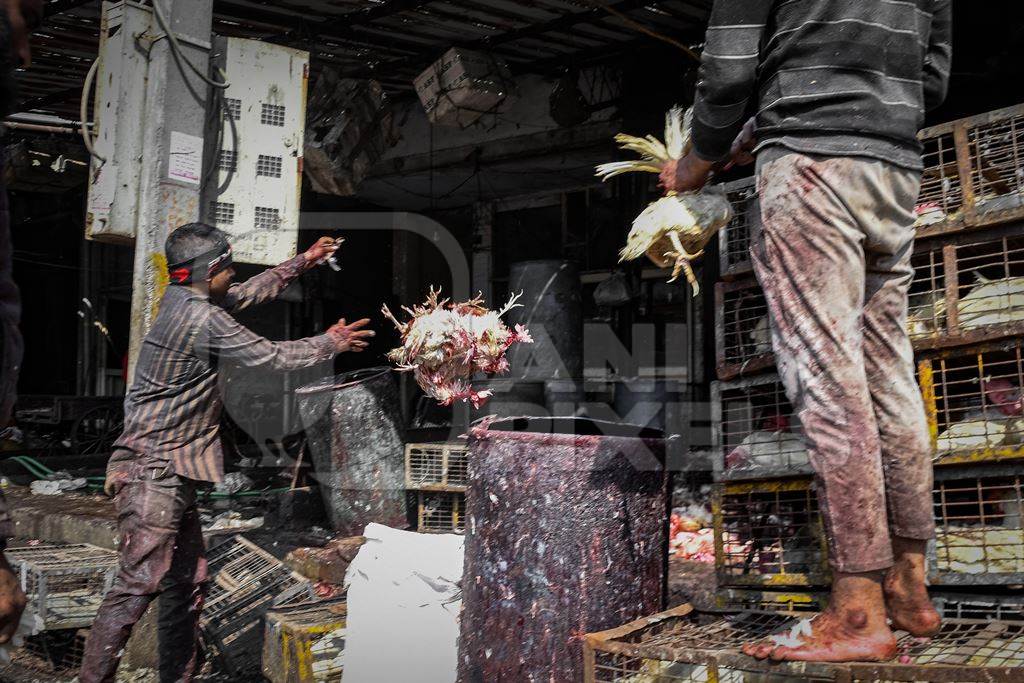 Worker throwing a bunch of dead Indian chickens at Ghazipur murga mandi, Ghazipur, Delhi, India, 2022