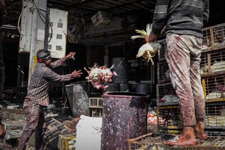 Worker throwing a bunch of dead Indian chickens at Ghazipur murga mandi, Ghazipur, Delhi, India, 2022