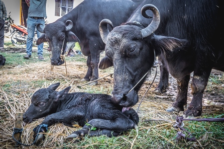 Mother buffalo licking small baby buffalo calf at Sonepur cattle fair