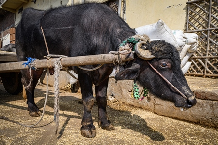 Indian working buffalo used for animal labour to pull carts, at Ghazipur Dairy Farm, Delhi, India, 2022