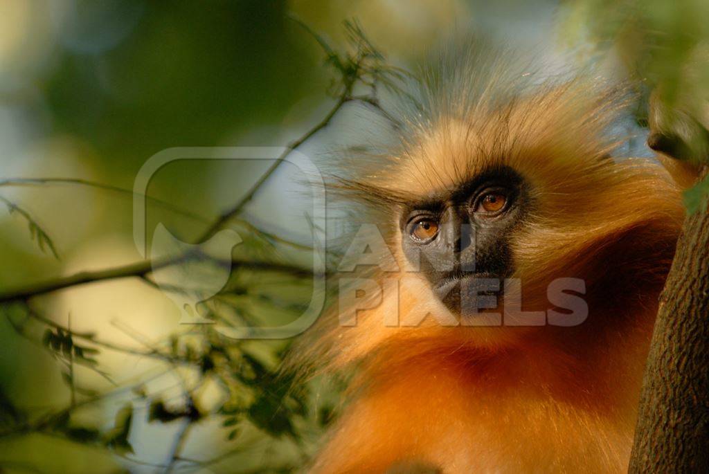 Golden langur in the forest