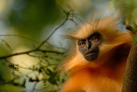 Golden langur in the forest